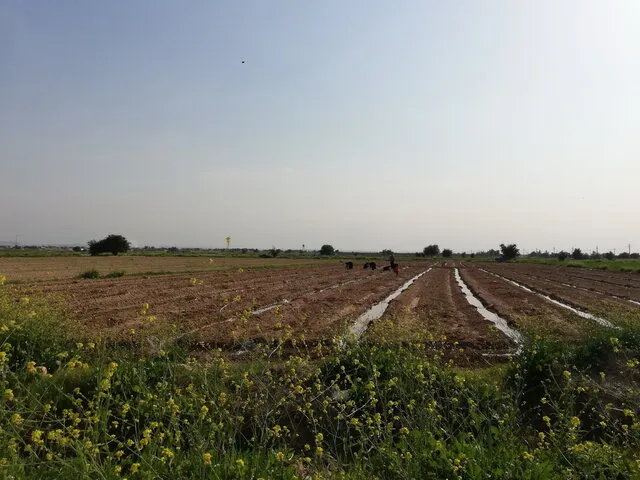 سیب زمینی و خیار می‌کارند، چیپس و خیار شور برداشت می‌کنند!‌