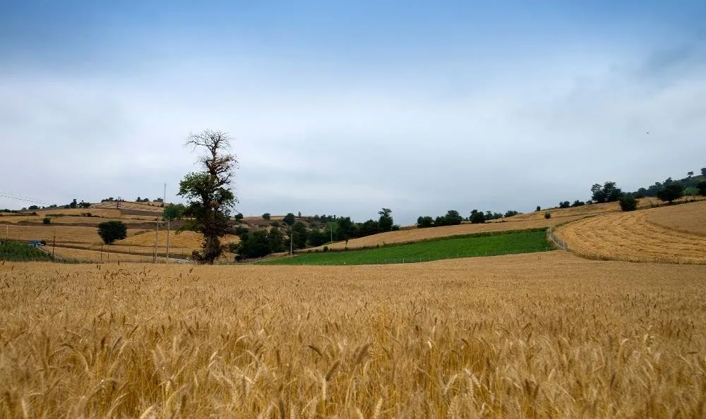 ۵۷ درصد؛ کاهش میزان کشت گندم