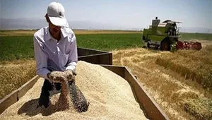 مطالبات گندمکاران همچنان در پرداخت نشده/ بلاتکلیفی گندمکاران و گلایه بنیاد ملی از بدقولی‌ها
