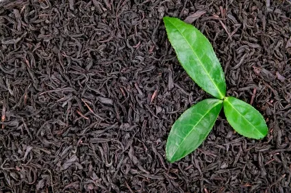 چای سبز چگونه لاغر می‌کند؟