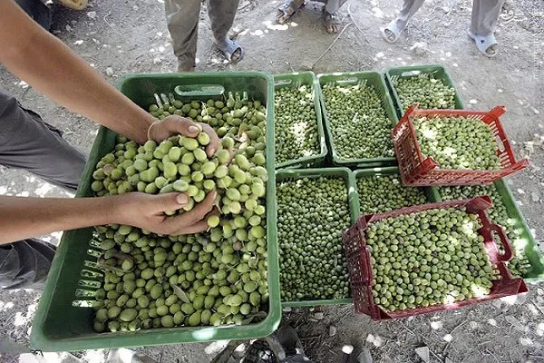 تولید روغن زیتون یک چهارم پارسال