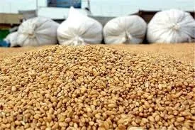 بیش از ۵۶ درصد کالاهای دپو شده در گمرک خوراک دام است