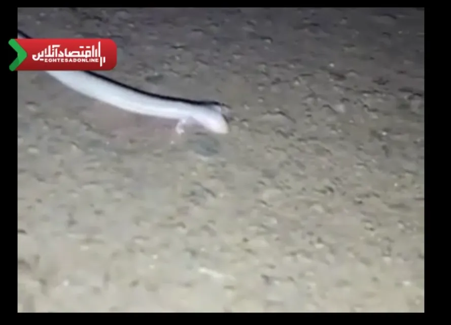 جنجال یک موجود عجیب در خوزستان! +فیلم