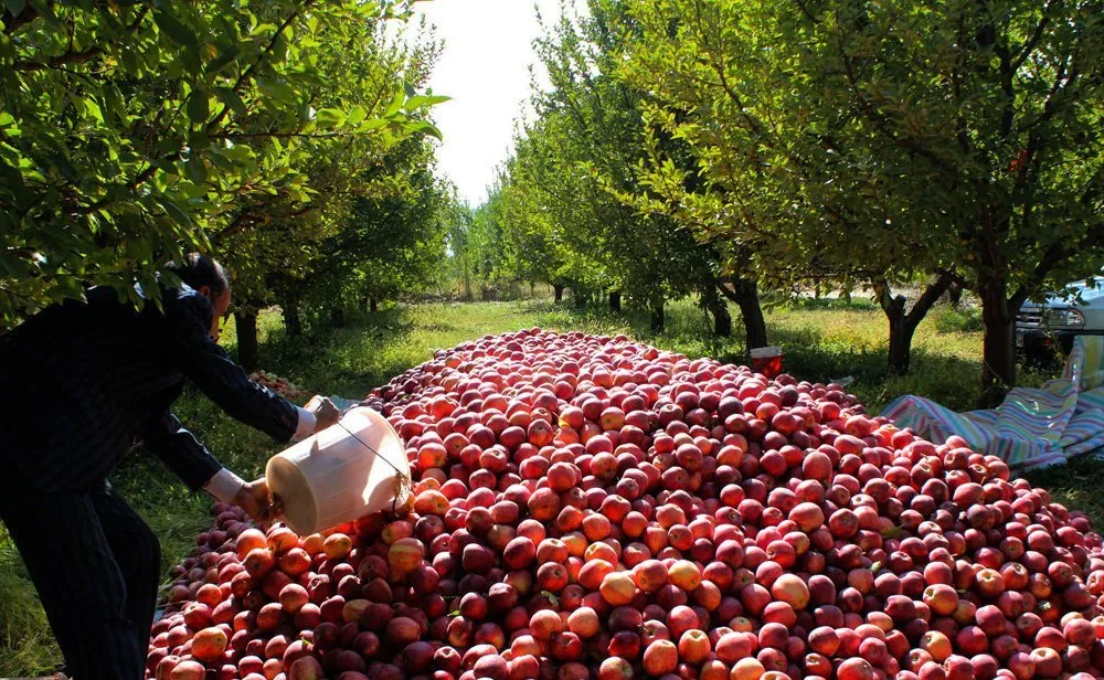 چرا باغداران مجبورند سیب را بیرون بریزند؟