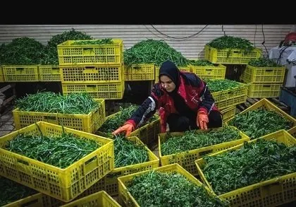 ایجاد ۱۱۰ هزار شغل و شناسایی مشاغل جدید