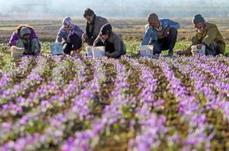 روی مکانیزاسیون زعفران کاری نشده است