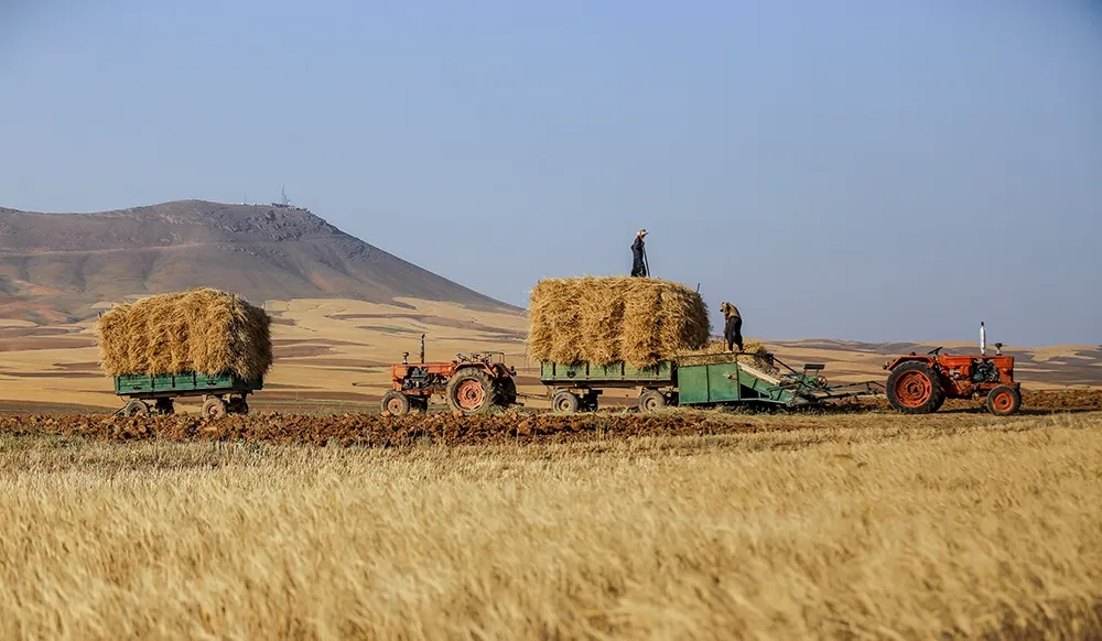 اظهار نگرانی یک نماینده از قاچاق گندم