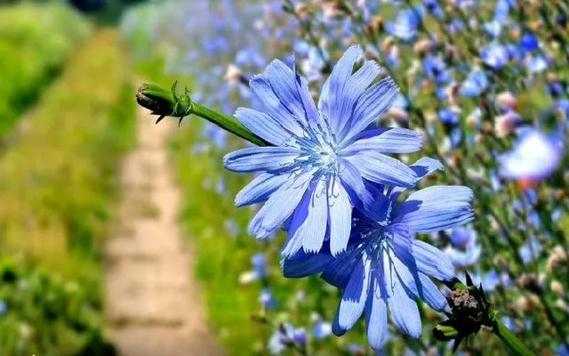 این گیاه از رشد تومورهای سرطانی جلوگیری می کند
