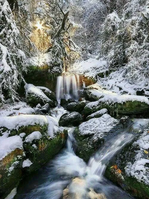 چهره زمستانی جنگل‌های رامسر +عکس