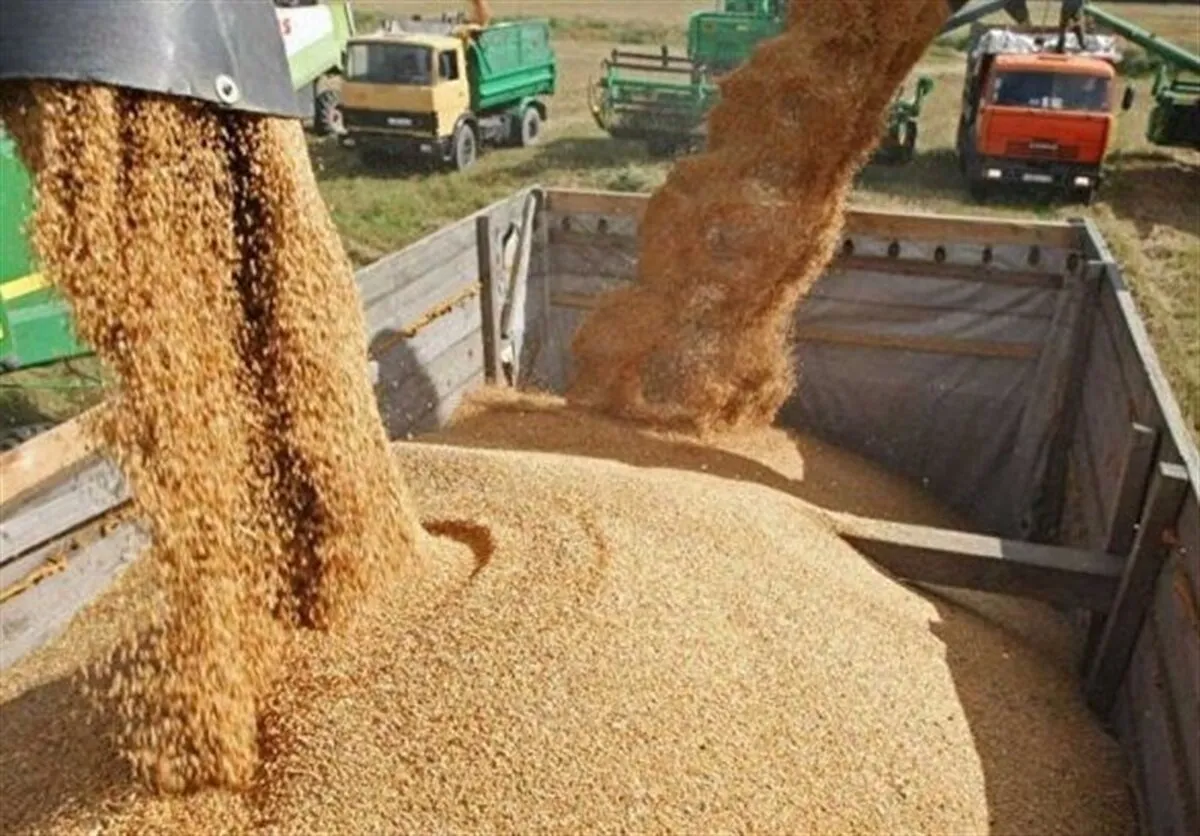 قیمت مرغ و گوشت پایین می‌آید؟ / توزیع یک میلیون تن نهاده دامی وارداتی در سراسر کشور