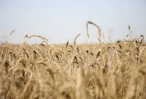 آخرین وضعیت مطالبات گندم‌کاران / مطالبات کشاورزان باید پرداخت شود