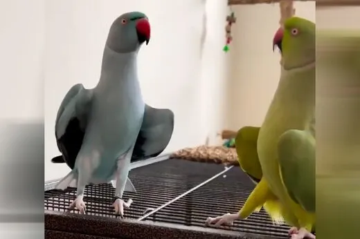 مکالمه عاشقانه دو طوطی + فیلم