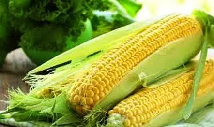 سیاست های خرید تضمینی ذرت دانه ای ابلاغ شد