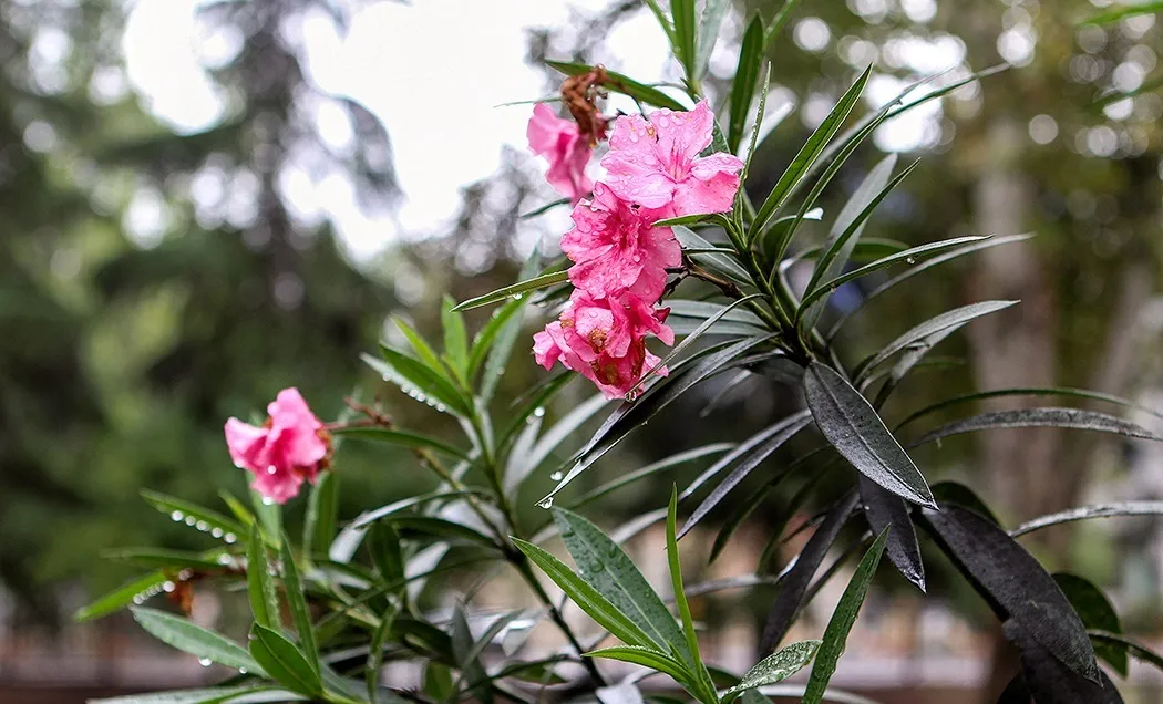 بارش باران و مه گرفتگی در ۱۱استان کشور