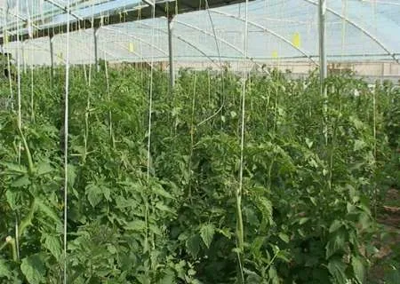 احداث گلخانه هیدروپونیک با حضور وزیر جهاد کشاورزی