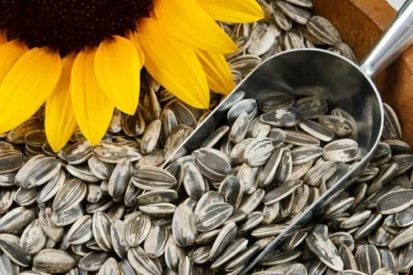 5دانه شگفت انگیز برای کاهش وزن +عکس
