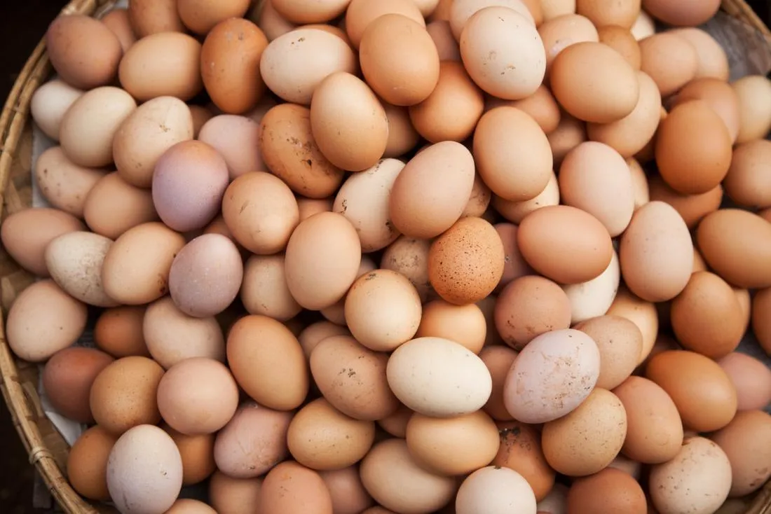 Iranian Egg Exporters Losing Out to Turkey
