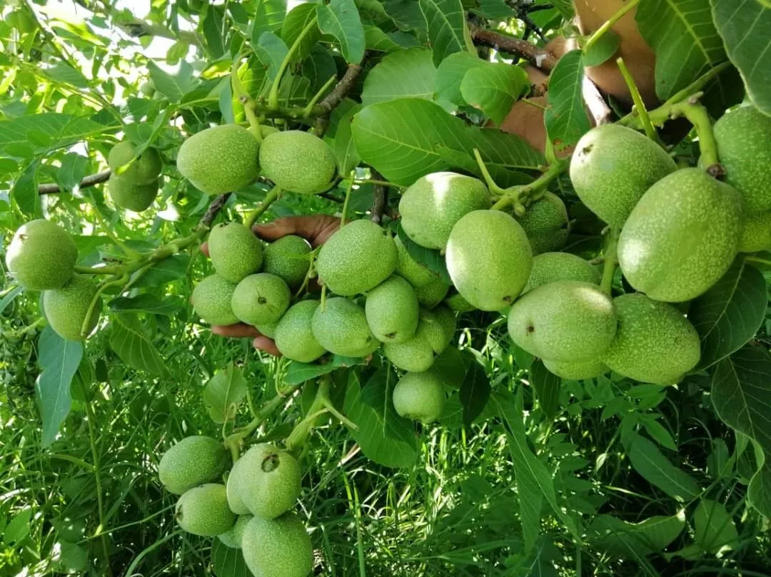 درختی که اگر بکارید از طلا بیشتر سود می‌کنید!