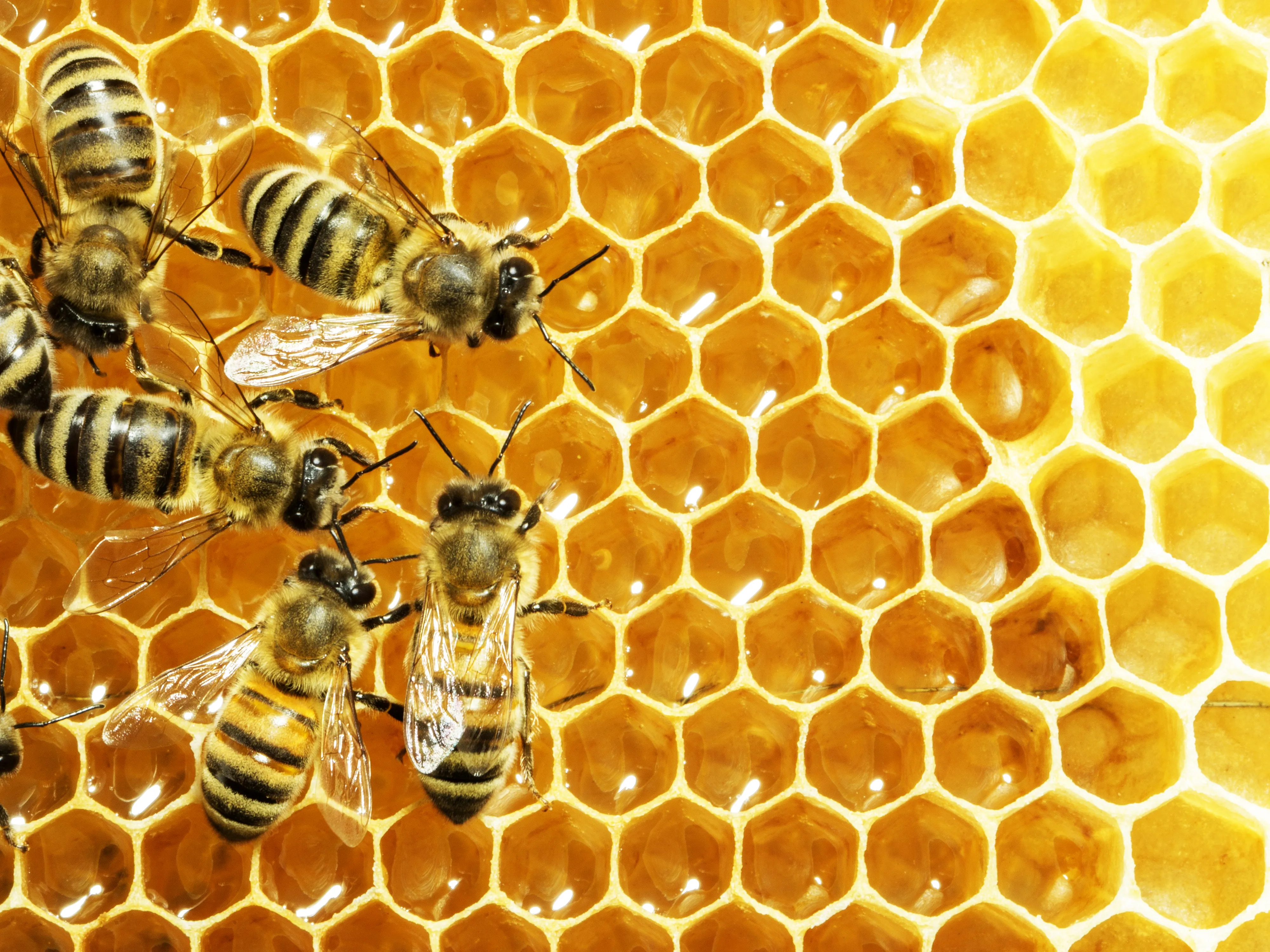 Iranian Honey Oozing Quality