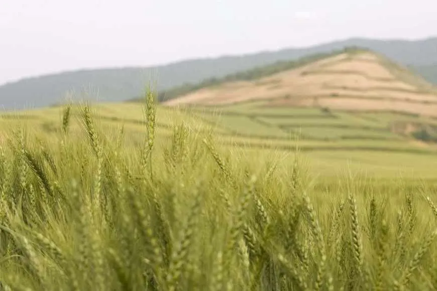 Agro Sector Output on Growth Path