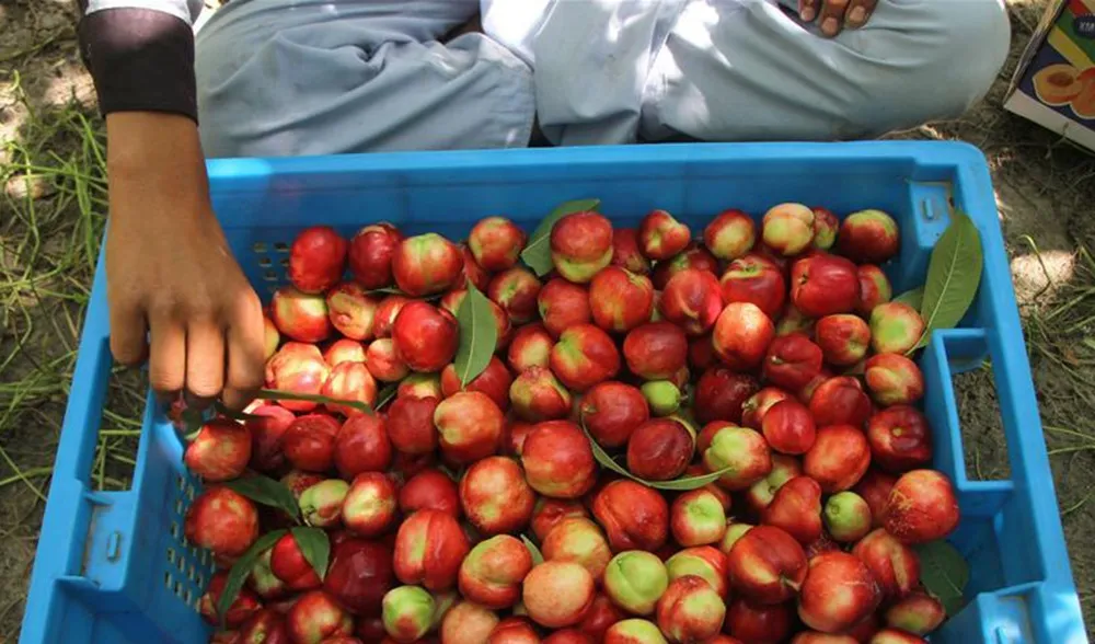 برداشت هلو در افغانستان +تصاویر