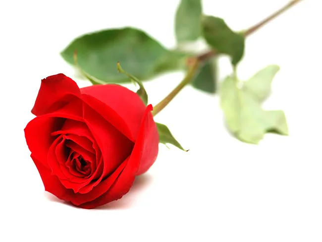 هر شاخه گل رز برای روز مادر را چند بخریم؟