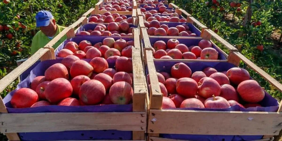 Apple export stands at $124m in 7 months