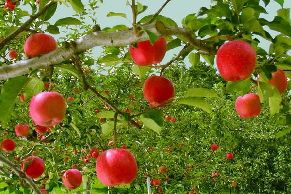 باغ سیب کرج در آستانه دو نیمه شدن