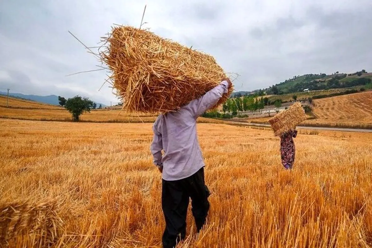 پرداختی ۵۰ همتی دولت در ازای مطالبات گندمکاران