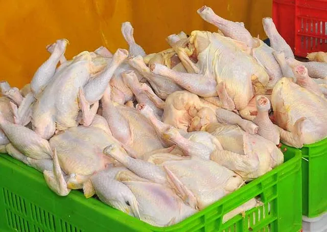 خرید حمایتی مازاد گوشت مرغ انجام می‌شود