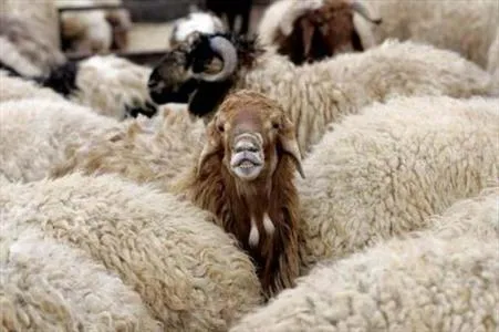 افتتاح مرکز ۳۰۰۰ راسی دام مولد سبک و ۲۲۵ هزار هکتار باغ پسته با آبیاری قطره‌ای