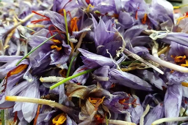صادرات چمدانی زعفران از کشور
