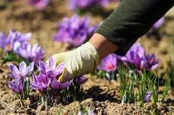 جایگاه ایران در تجارت ۸میلیارد دلاری زعفران کجاست؟/ تشکیل شرکت سرمایه‌گذاری با سهام کشاورزان خرد مشکل‌گشای بازار زعفران است