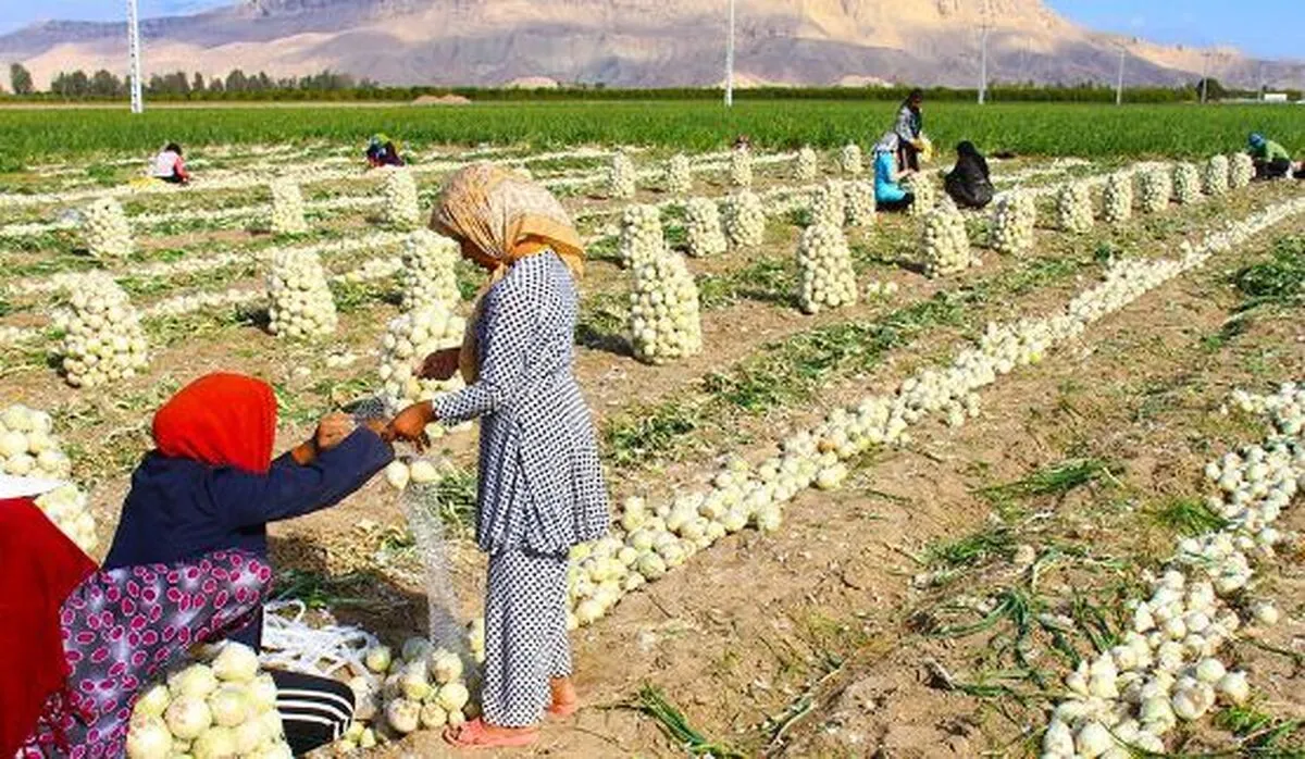 خرید توافقی ۵ میلیون تن محصول کشاورزی