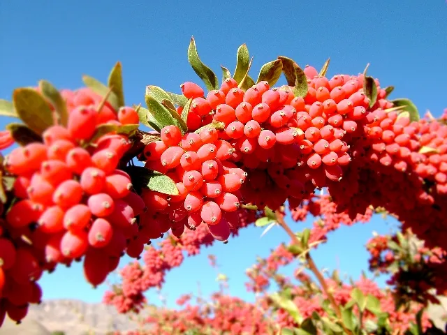 خام فروشی بلای جان زرشک‌کاران