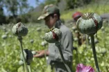 کشت خشخاش در ایران آزاد شد؟ / جزئیات تولید مورفین و کدئین
