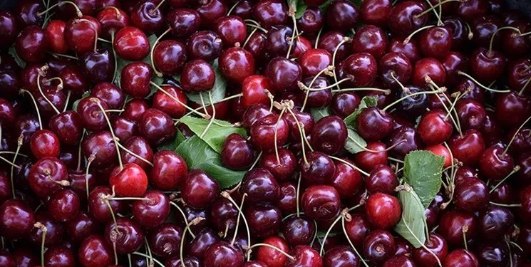 میوه‌ های نوبرانه‌ یکه تازی می کند