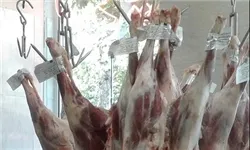 قاچاق دام در روز روشن؛ گوشت در سفره کارگر جایی ندارد