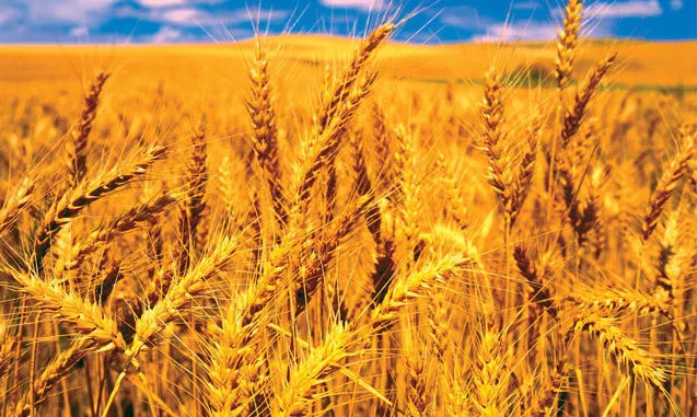 تصویب و ابلاغ نرخ خرید تضمینی گندم / قیمت ۱۵ هزار تومان تایید شد