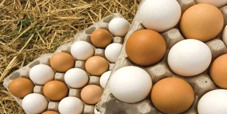 قیمت مرغ و تخم مرغ چند؟