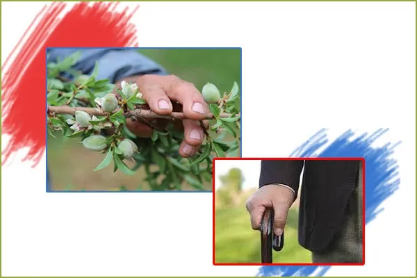 برترین سیستم‌های تامین اجتماعی در آسیا