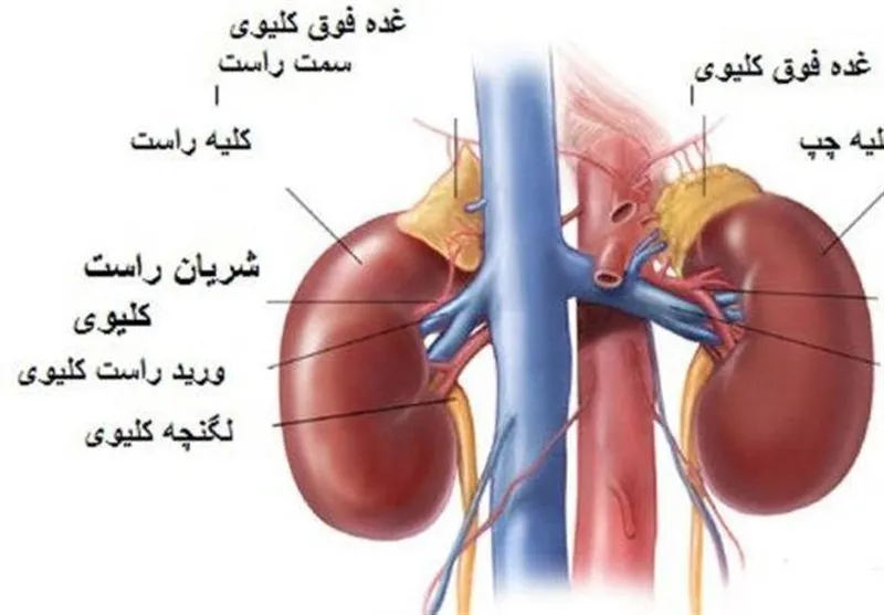 عضو ۱۷۰گرمی بدن که صدها کارکرد حیاتی دارد
