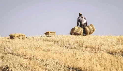مزارع تشنه گندم