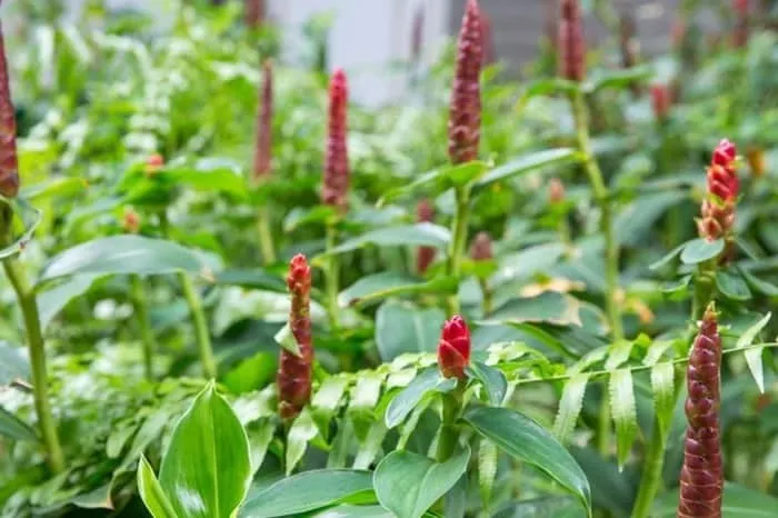 نحوه مصرف قسط شیرین برای بارداری