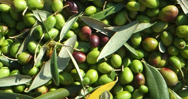 جای خالی برند در پایتخت زیتون ایران