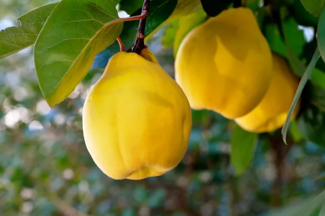 «میوه زیبایی» را می شناسید؟