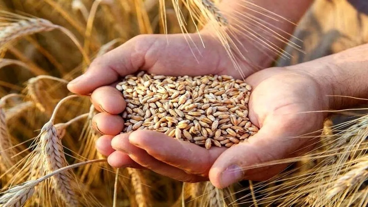 مطالبات معوق گندمکاران پرداخت شد