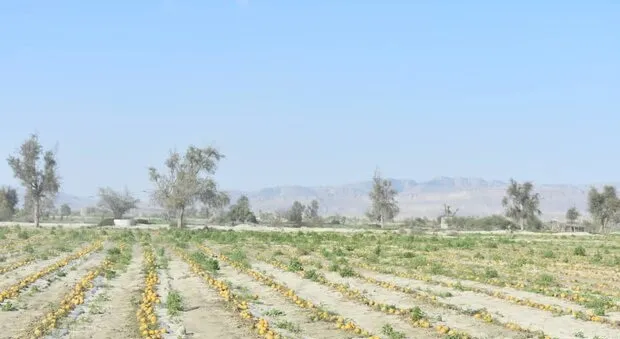 پاییز امسال سرد و کم بارش است