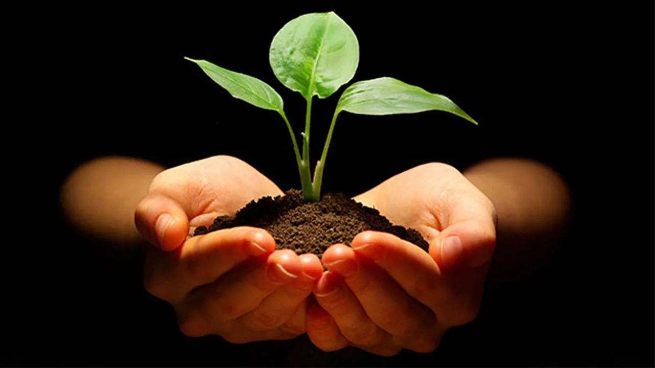 گیاهان مانند انسان‌ها می‌خوابند؟! + فیلم