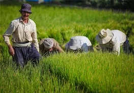 قیمت پیشنهادی خرید تضمینی انواع محصولات زراعی سال زراعی ۹۷-۹۶